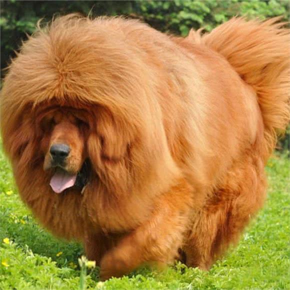 犬中八大罗汉，你知道多少?