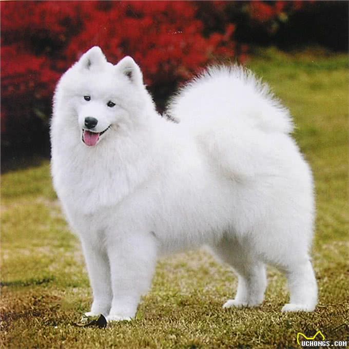 犬中八大罗汉，你知道多少?