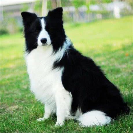 犬中八大罗汉，你知道多少?