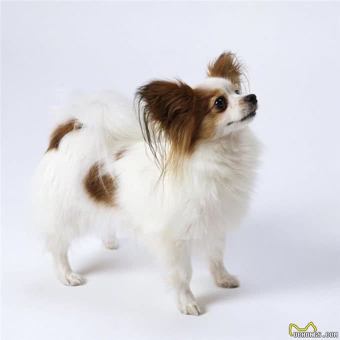 犬中八大罗汉，你知道多少?