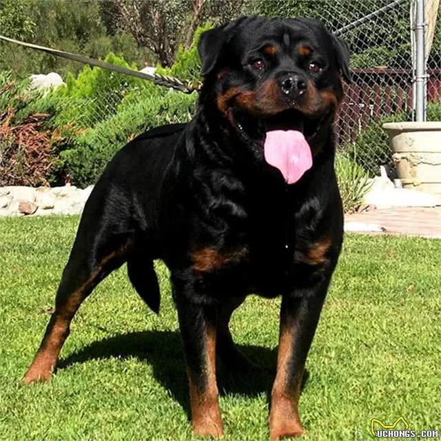 犬中八大罗汉，你知道多少?
