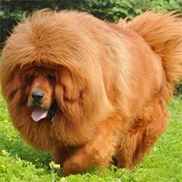 犬中八大罗汉，你知道多少?