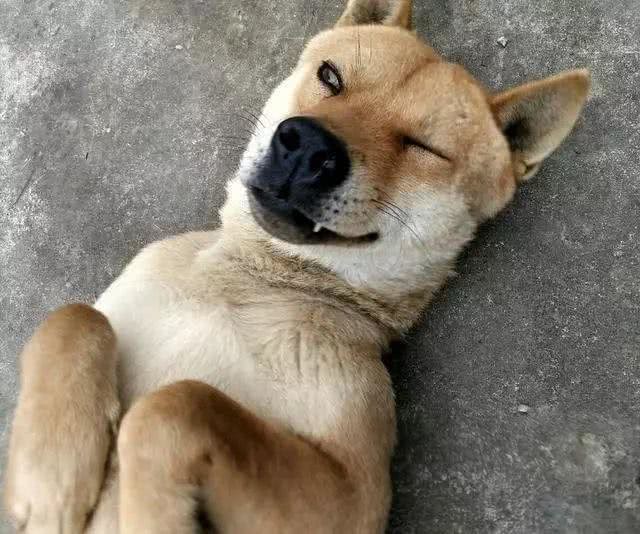 快退休了，想养一只狗，如何选择狗狗的品种?