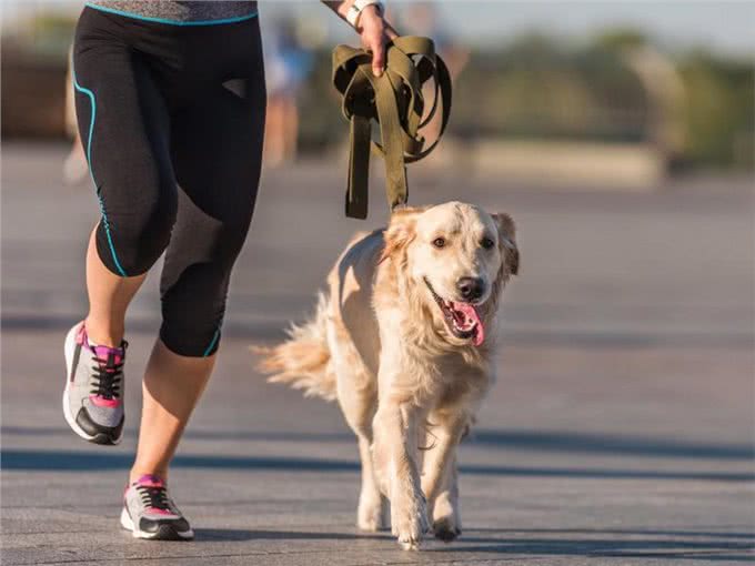 10种喜欢与你一起奔跑的犬种，大街小巷都时常见到它们矫健的身影