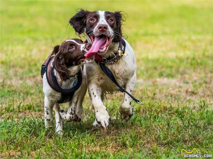 10种喜欢与你一起奔跑的犬种，大街小巷都时常见到它们矫健的身影