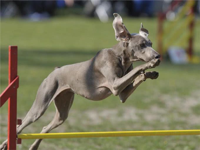 10种喜欢与你一起奔跑的犬种，大街小巷都时常见到它们矫健的身影