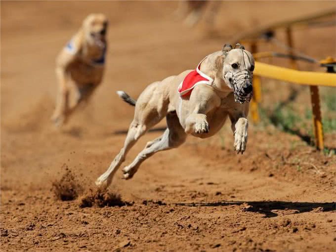 10种喜欢与你一起奔跑的犬种，大街小巷都时常见到它们矫健的身影