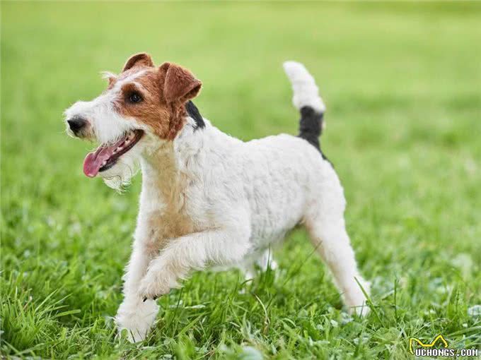 10种喜欢与你一起奔跑的犬种，大街小巷都时常见到它们矫健的身影