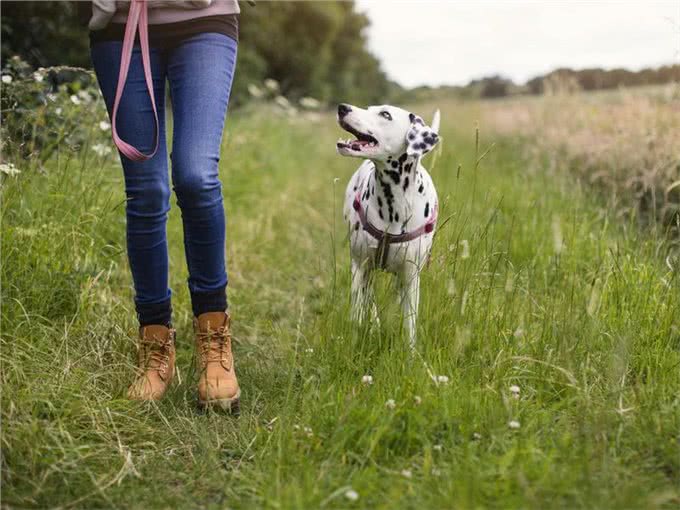 10种喜欢与你一起奔跑的犬种，大街小巷都时常见到它们矫健的身影