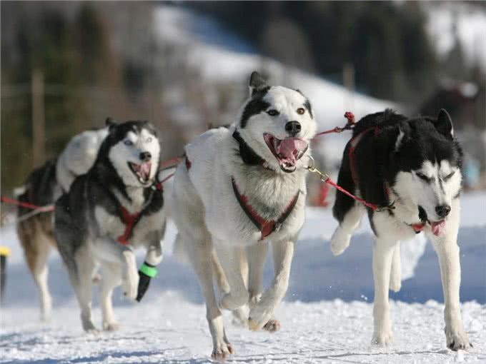 10种喜欢与你一起奔跑的犬种，大街小巷都时常见到它们矫健的身影