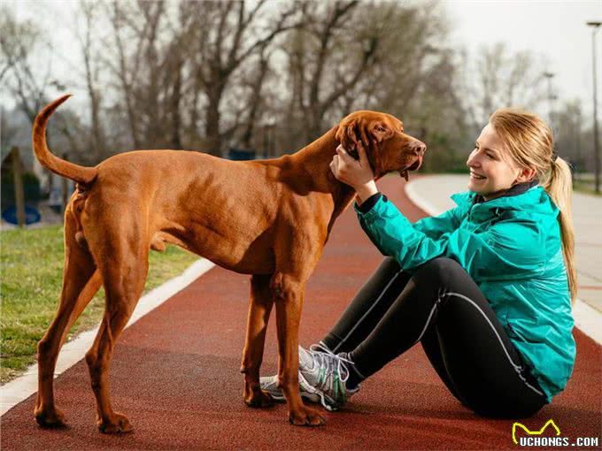 10种喜欢与你一起奔跑的犬种，大街小巷都时常见到它们矫健的身影