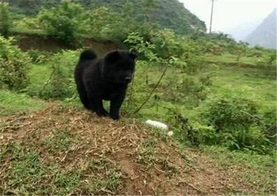 在乡下花了1块钱买来的，纯种黑色土松狮，真的是太幸运了?