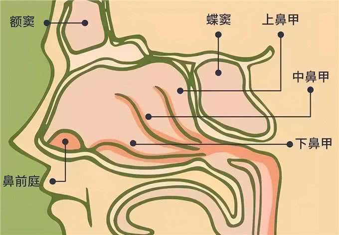 狗能闻出人的压力?告诉你狗的嗅觉和人有啥不同，婴儿更厉害