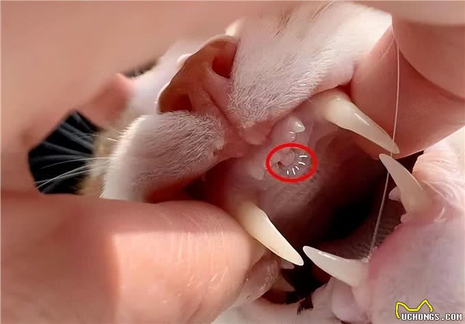 狗能闻出人的压力?告诉你狗的嗅觉和人有啥不同，婴儿更厉害