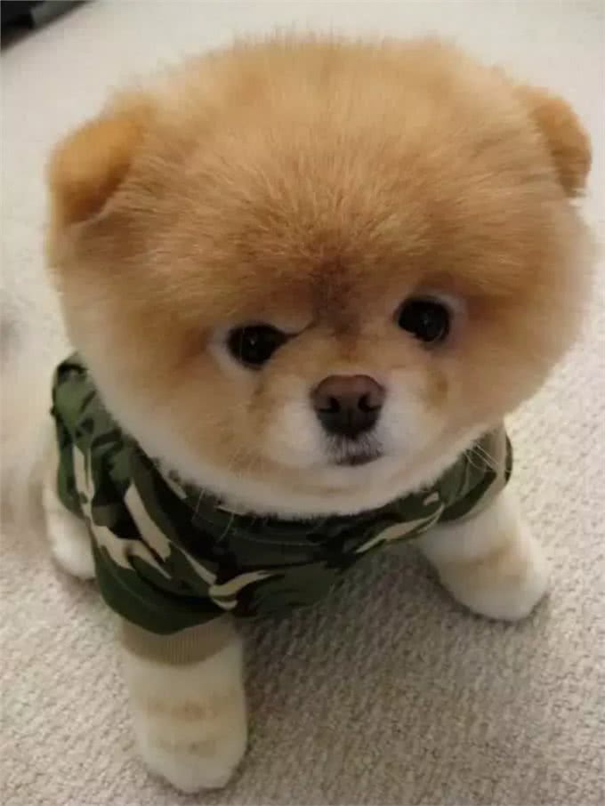 茶杯犬—我还能活多久