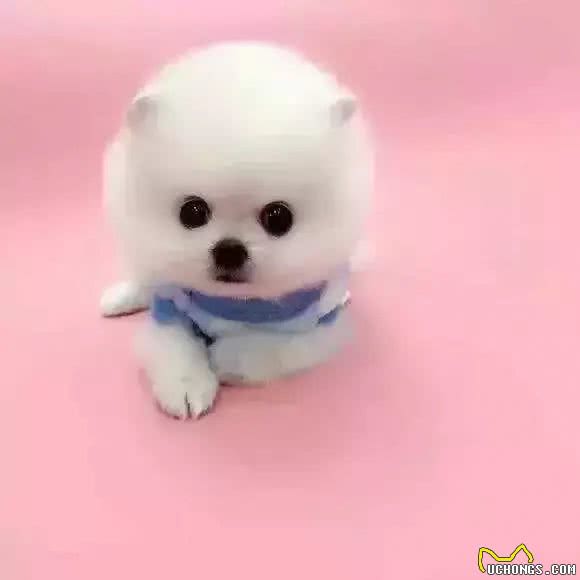 茶杯犬—我还能活多久