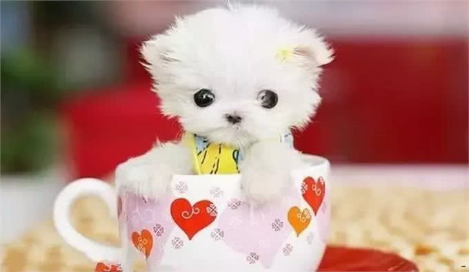 茶杯犬—我还能活多久