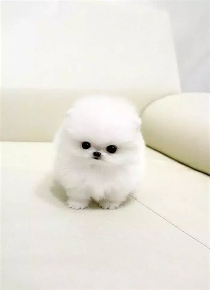 茶杯犬—我还能活多久