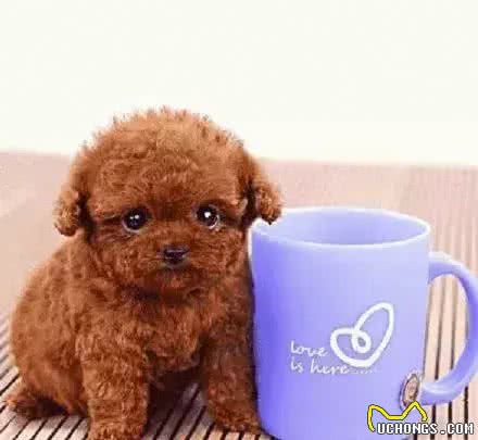 茶杯犬—我还能活多久