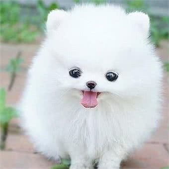 家中博美犬不听话，那如何让博美犬乖乖的，安静的去上厕所呢?