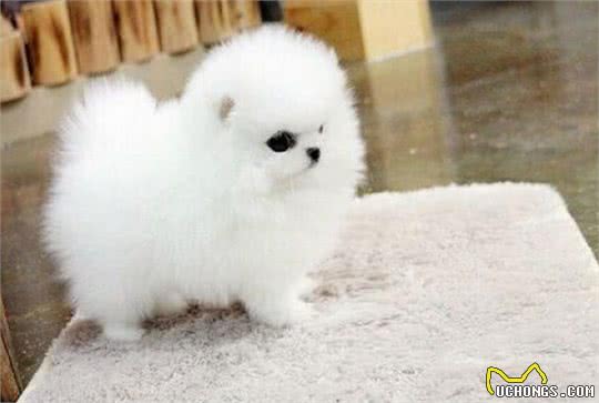 家中博美犬不听话，那如何让博美犬乖乖的，安静的去上厕所呢?