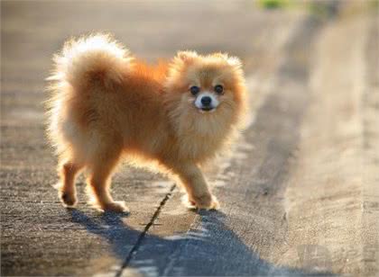 家中博美犬不听话，那如何让博美犬乖乖的，安静的去上厕所呢?