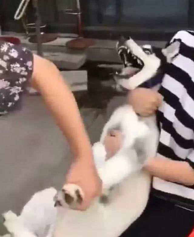 你会给狗狗剪指甲吗?