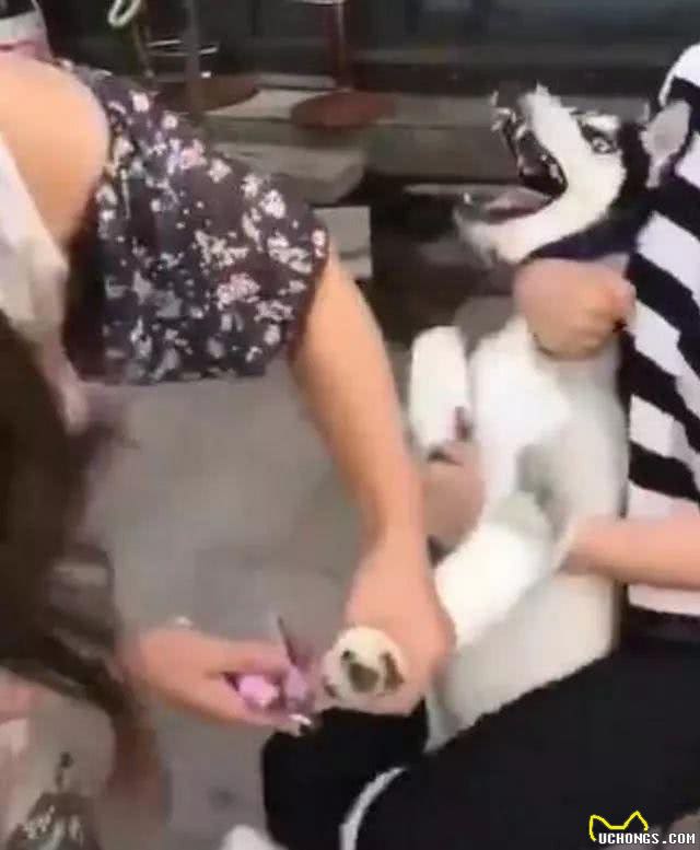 你会给狗狗剪指甲吗?