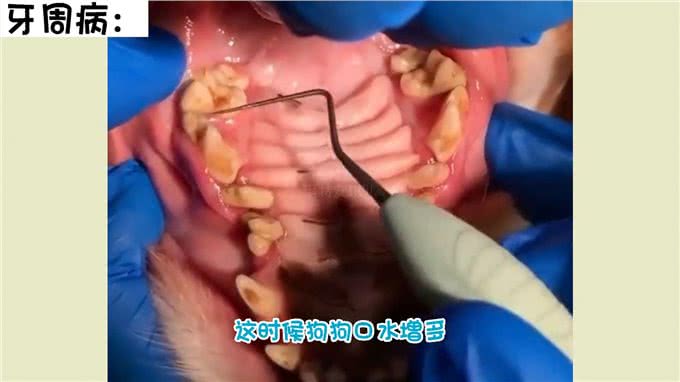 狗狗也需要护理口腔?