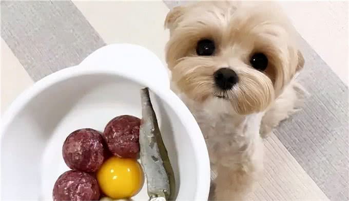 除狗粮外，狗狗吃了更健康的7种食物!如今知道刚刚好