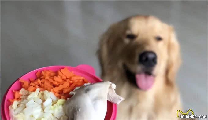 除狗粮外，狗狗吃了更健康的7种食物!如今知道刚刚好