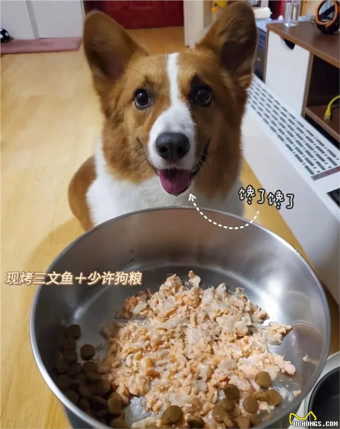 除狗粮外，狗狗吃了更健康的7种食物!如今知道刚刚好