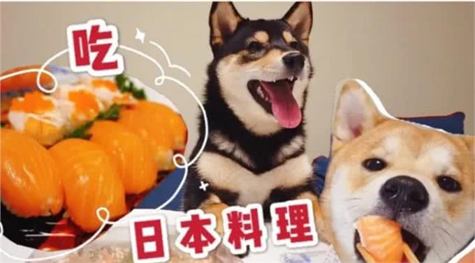 除狗粮外，狗狗吃了更健康的7种食物!如今知道刚刚好