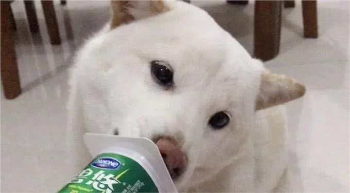 除狗粮外，狗狗吃了更健康的7种食物!如今知道刚刚好