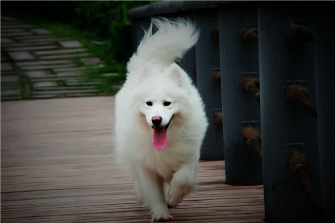 萨摩耶大揭秘，传奇的雪橇犬，400年历史的陪伴者