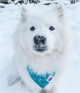 萨摩耶大揭秘，传奇的雪橇犬，400年历史的陪伴者