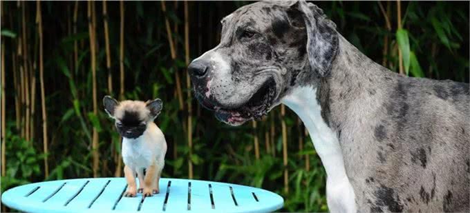 怎样从营养的角度让幼犬，特别是大型犬幼犬吃出健康?