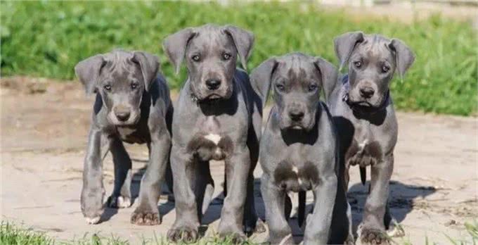 怎样从营养的角度让幼犬，特别是大型犬幼犬吃出健康?