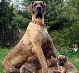 怎样从营养的角度让幼犬，特别是大型犬幼犬吃出健康?