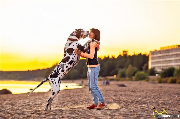世界大型猛犬排名：最大的犬比肩人，甚至可以猎狼?