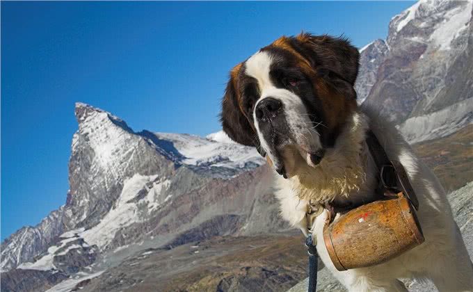 世界大型猛犬排名：最大的犬比肩人，甚至可以猎狼?