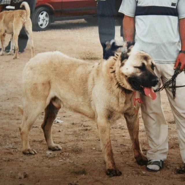 世界大型猛犬排名：最大的犬比肩人，甚至可以猎狼?