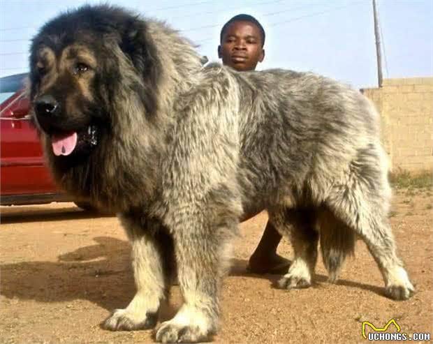 世界大型猛犬排名：最大的犬比肩人，甚至可以猎狼?