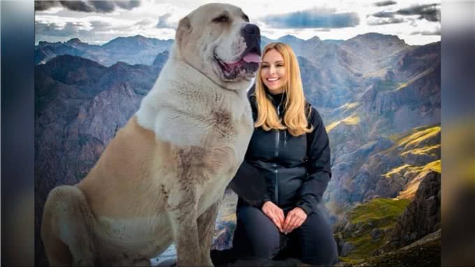 世界大型猛犬排名：最大的犬比肩人，甚至可以猎狼?