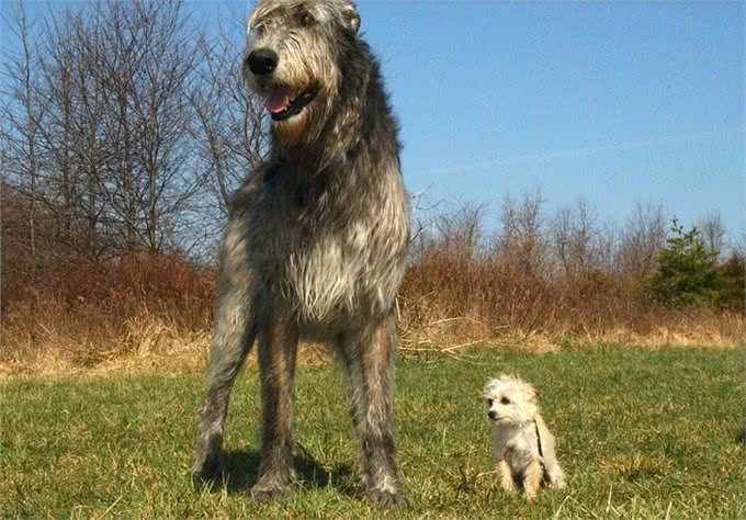 世界大型猛犬排名：最大的犬比肩人，甚至可以猎狼?