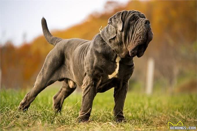 世界大型猛犬排名：最大的犬比肩人，甚至可以猎狼?