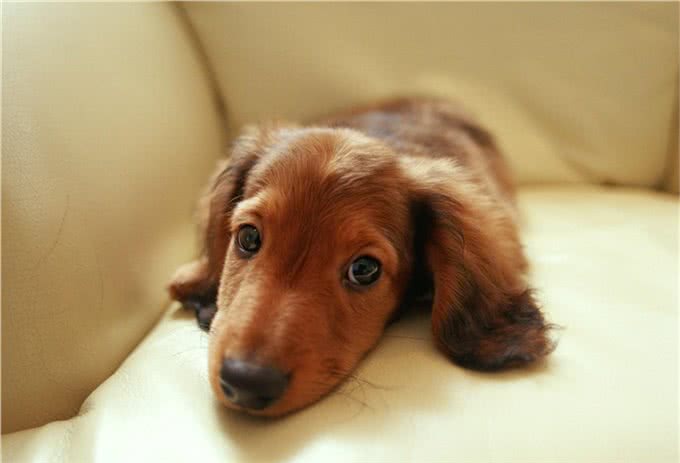 矮脚猎手腊肠犬