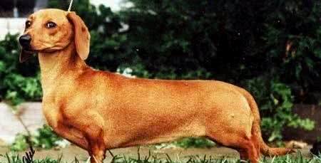 矮脚猎手腊肠犬