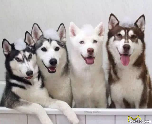 什么狗好养好看?6只省心好养活的狗子，值得考虑
