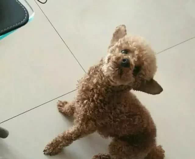 什么狗好养好看?6只省心好养活的狗子，值得考虑